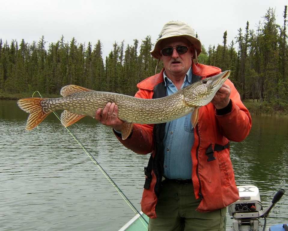 A pike caught after  the spring spawn.