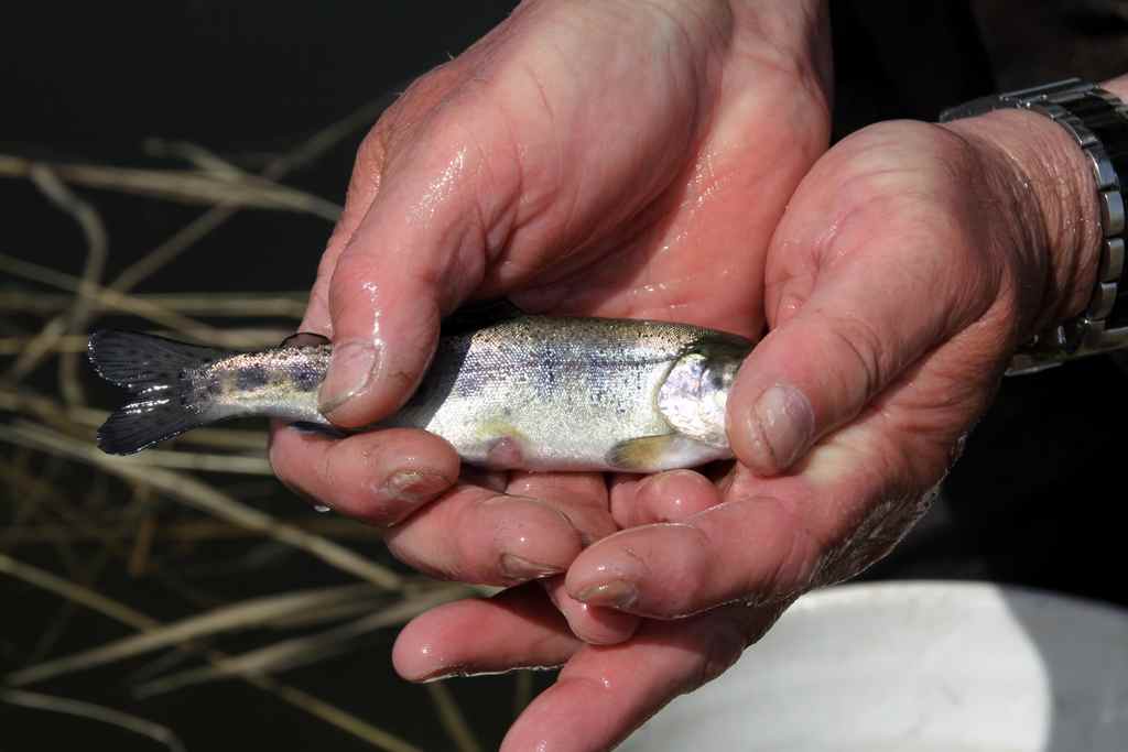 5 1/2 inch rainbow trout