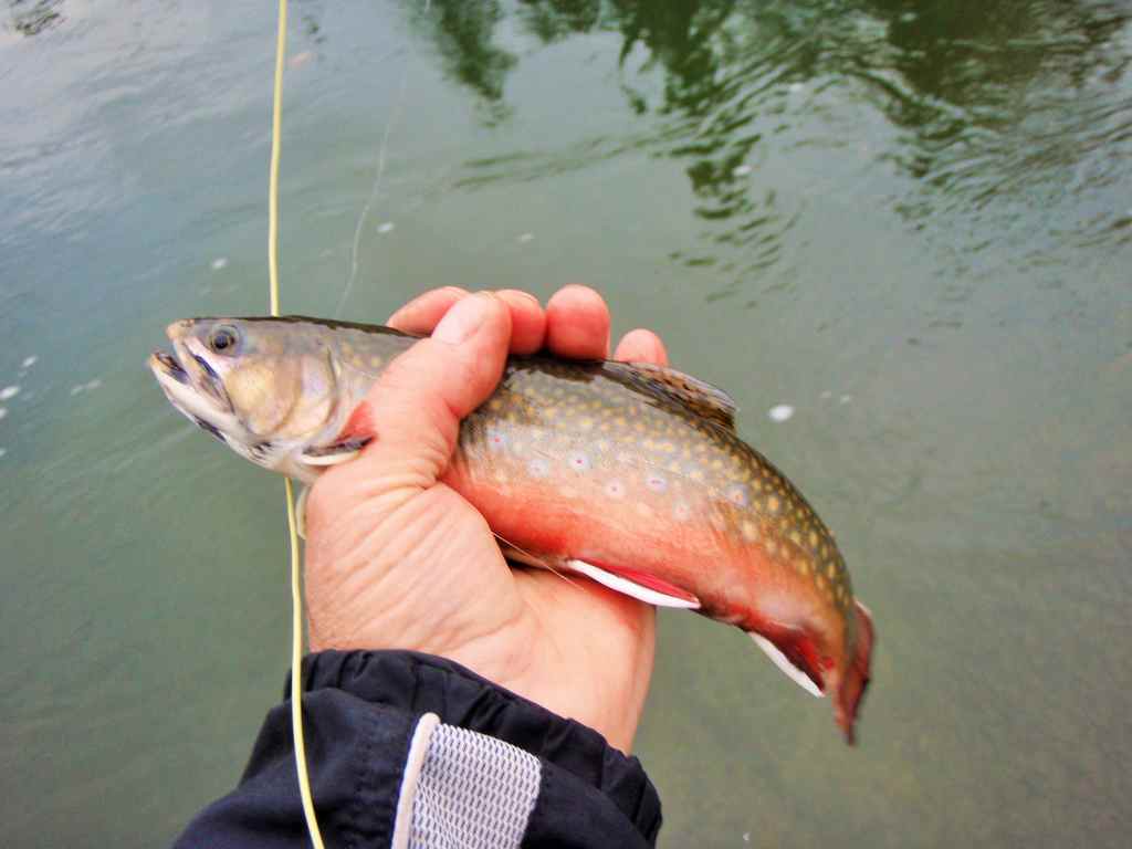 A colorful Goose River Brookie